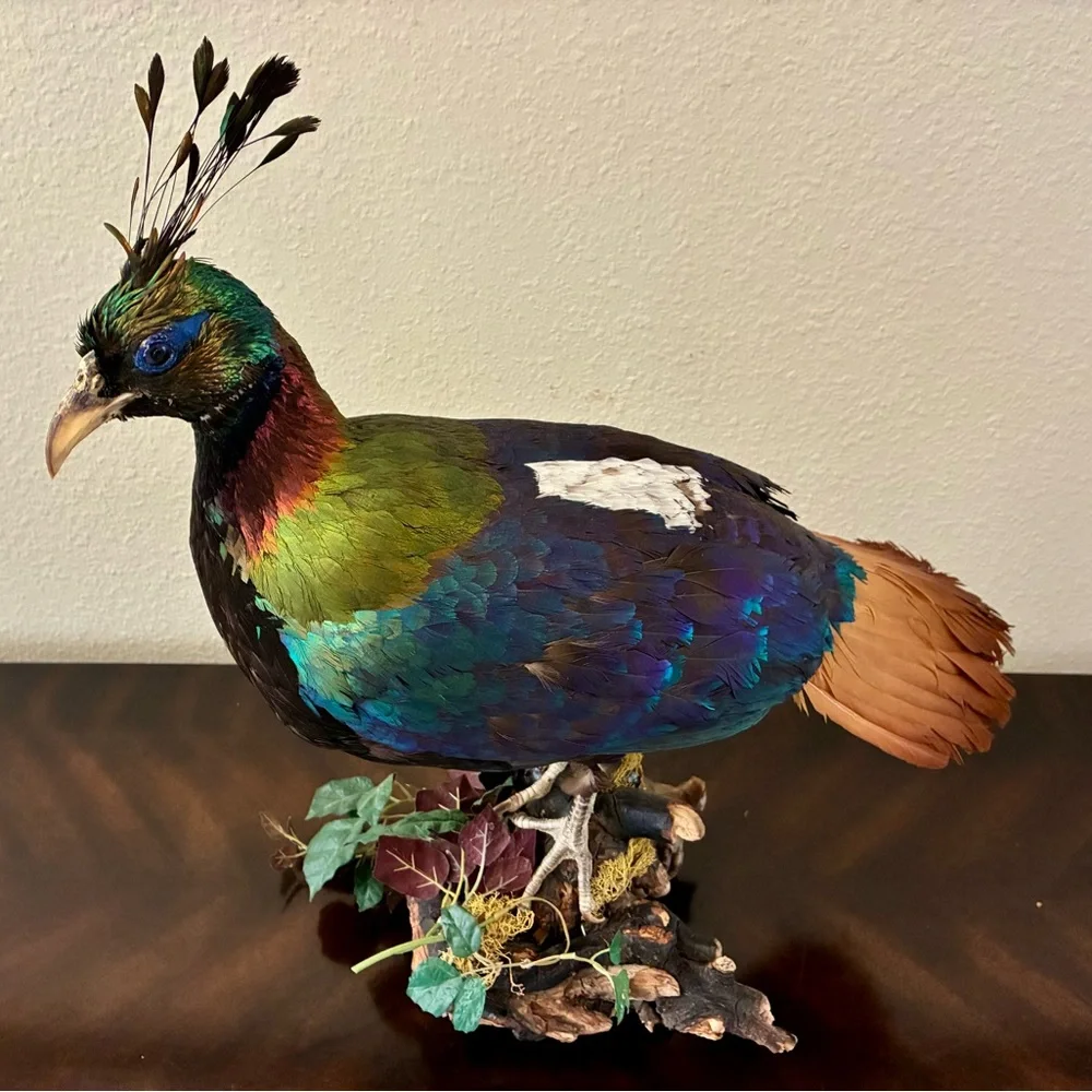 Himalayan Monal Pheasant Mount Extremely Rare
